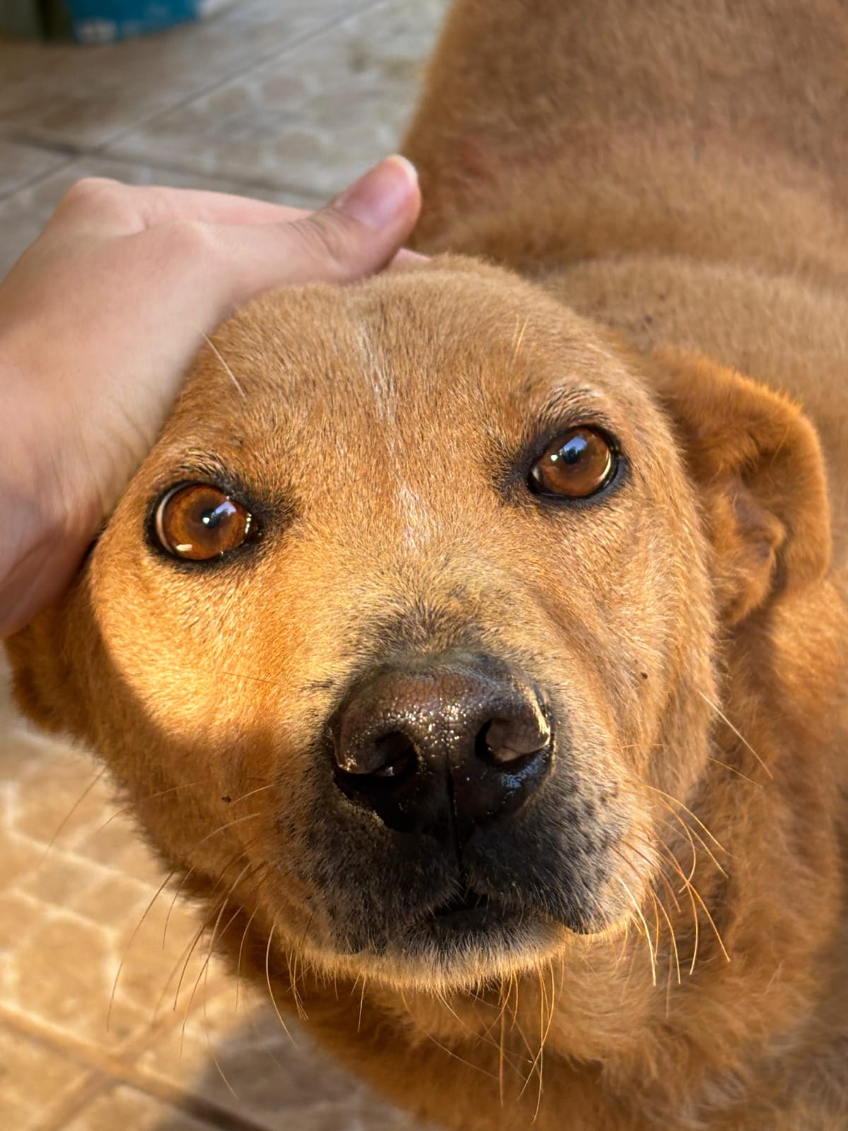 Animal recebendo cuidados veterinários