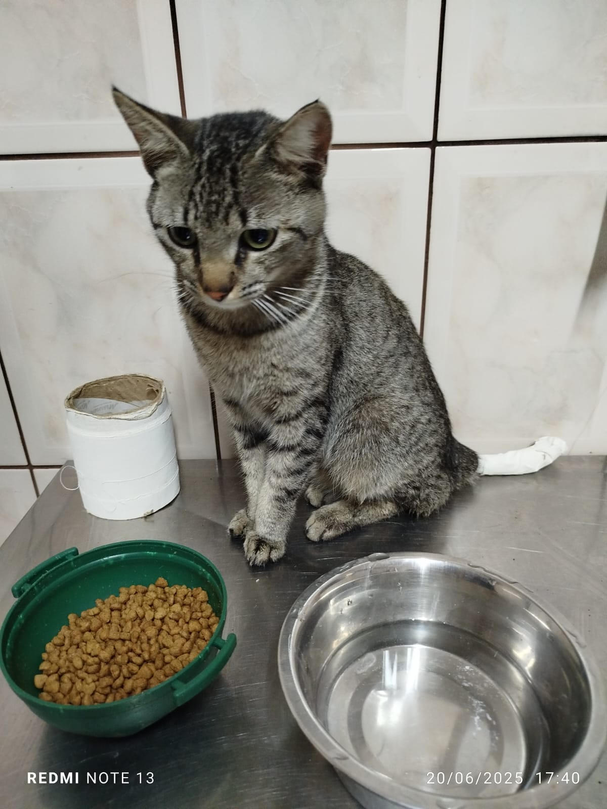 Animal resgatado se alimentando